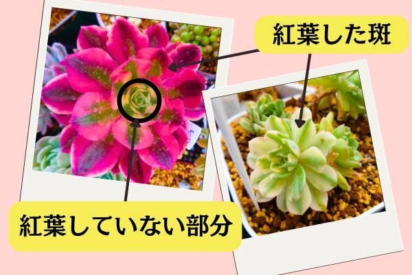 斑入り多肉ノウハウ.jpg