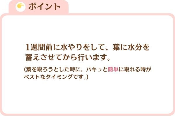 葉挿しのタイミング..jpg