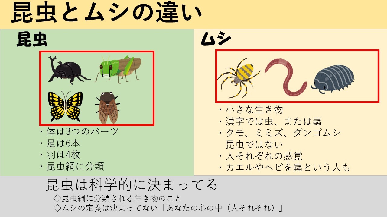 虫と昆虫の違い.jpg