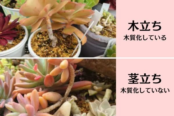 木立ちと茎立ちノウハウ.jpg