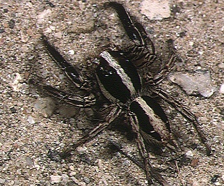 Plexippus.paykulli.male.-.tanikawa.jpg