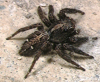 Plexippus.paykulli.female.-.tanikawa.jpg