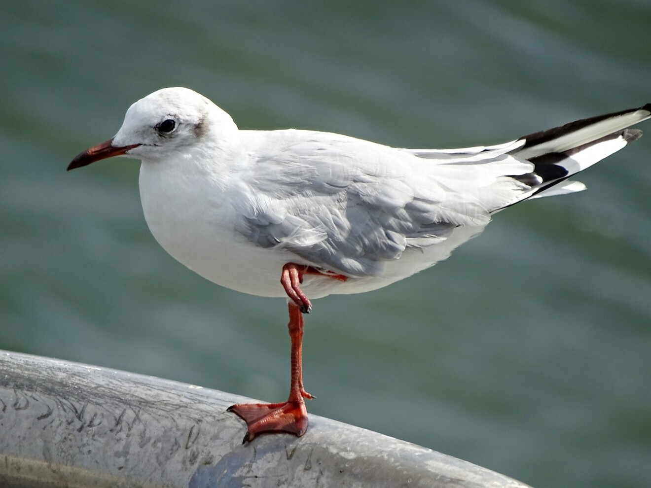 gull-2041219_1920.jpg