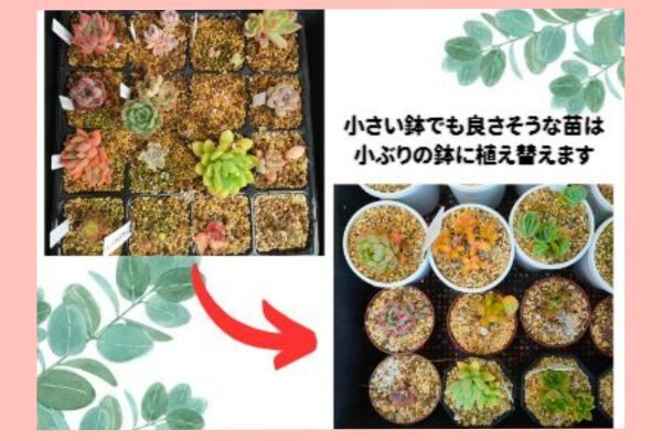 台風対策2ノウハウ.jpg