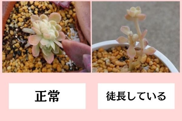 正常と徒長.jpg