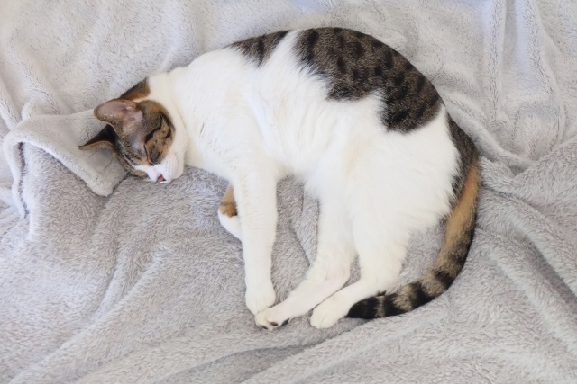 ねこ.jpg