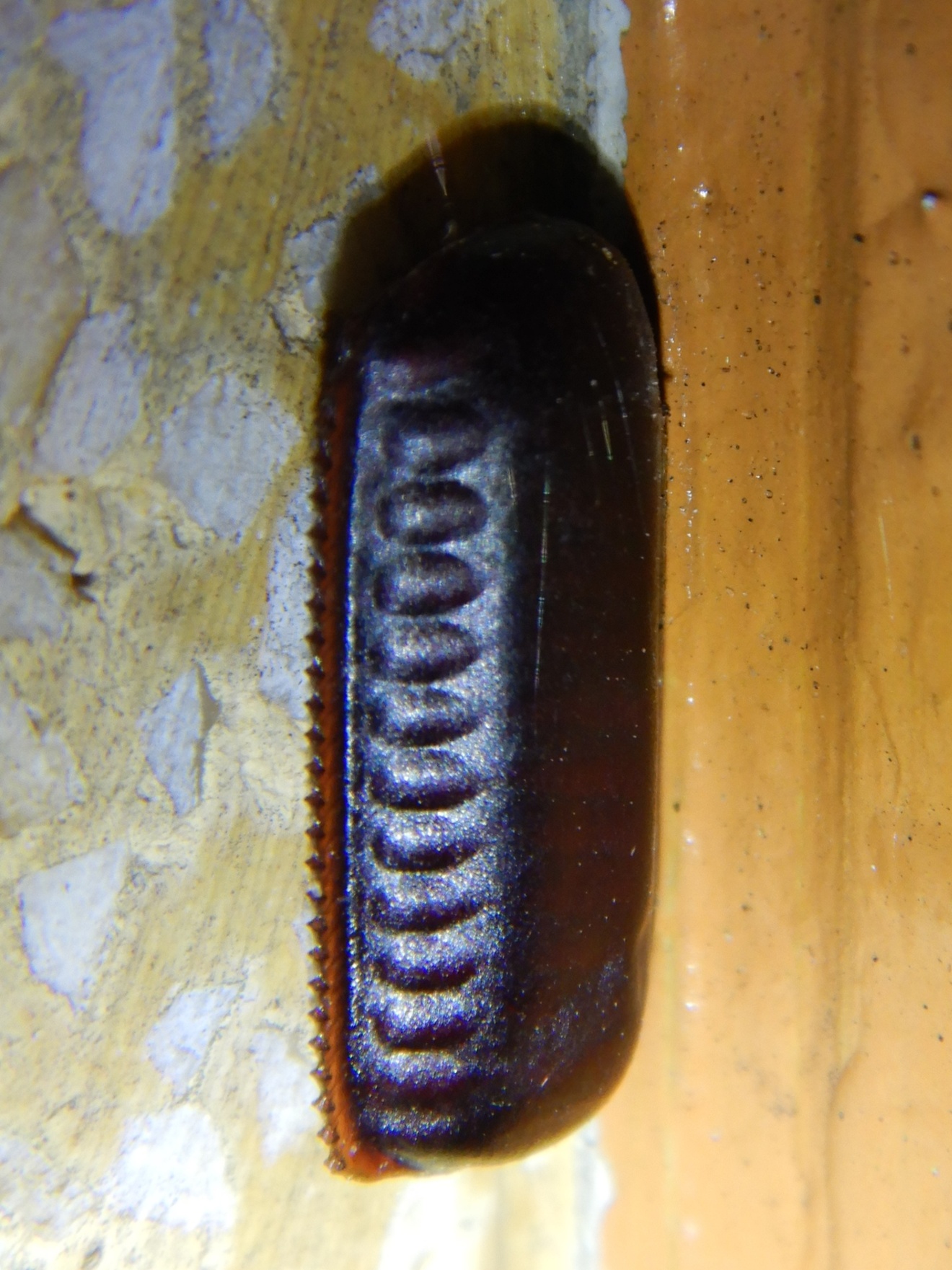 Egg-case_of_Cockroach_on_the_wall_-_2.jpg