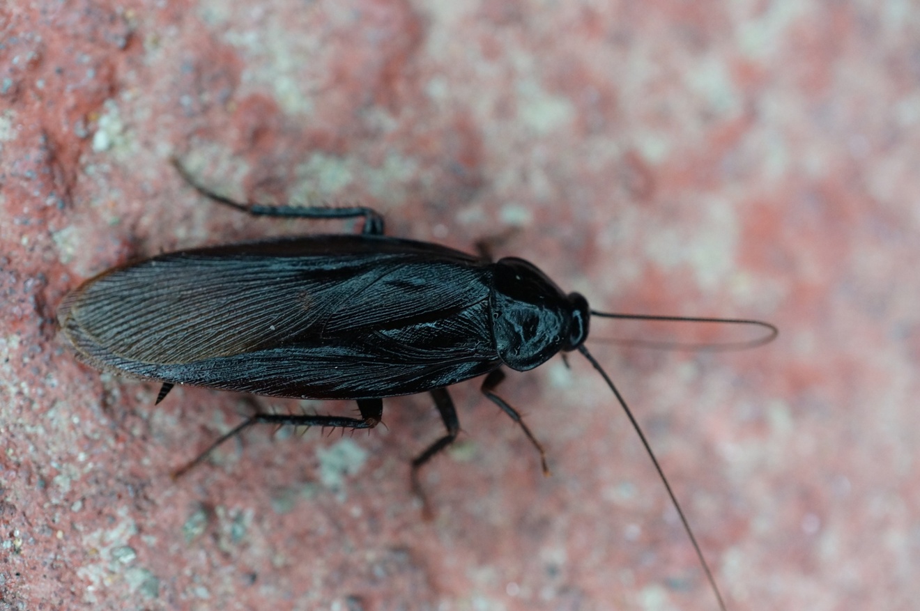 Periplaneta_japonica.jpg