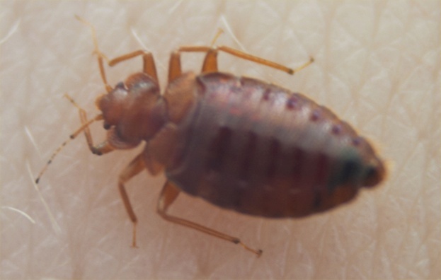 Bedbug004.jpg
