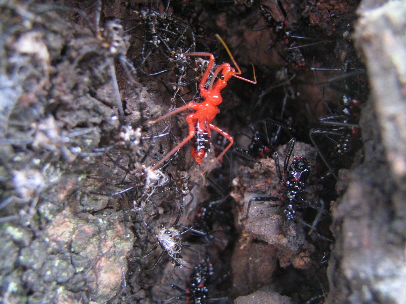 YokozunaAssassinBug_NymphalMolt01.jpg