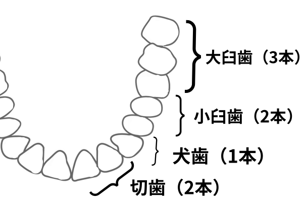 歯の構成 (2).png