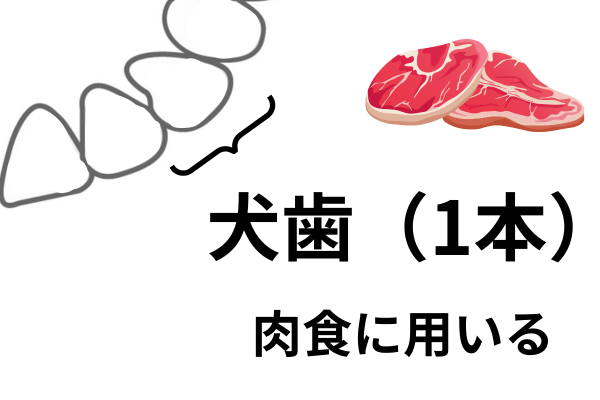 歯の構成 (4).png