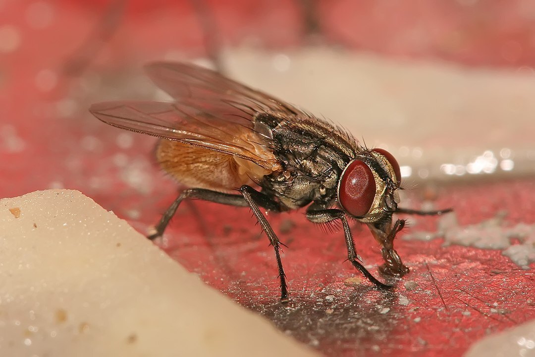 1080px-Musca_domestica_housefly.jpg