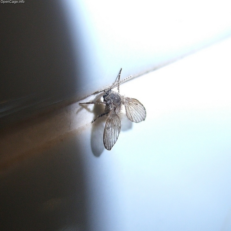 Clogmia_albipunctatus.jpg