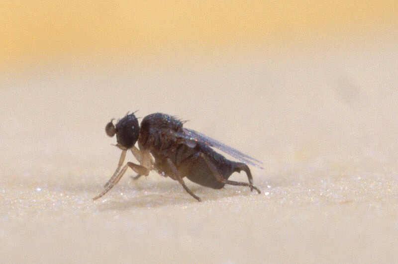 Phorid_fly2.jpg