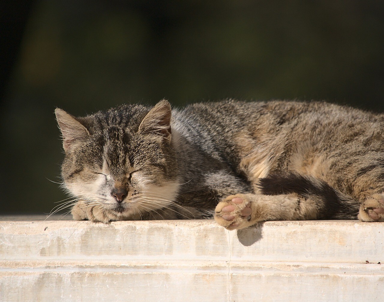 cat-7176688_1280.jpg