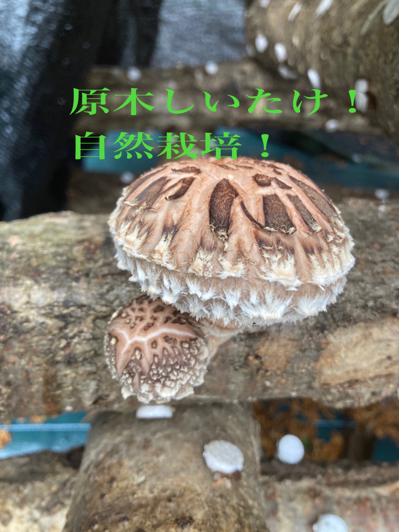 IMG_9924.jpeg
