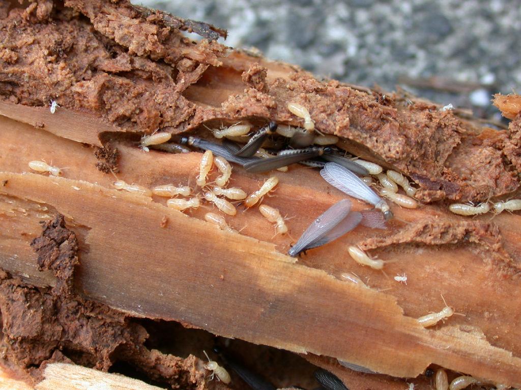 Reticulitermes_speratus_Colony01.jpg