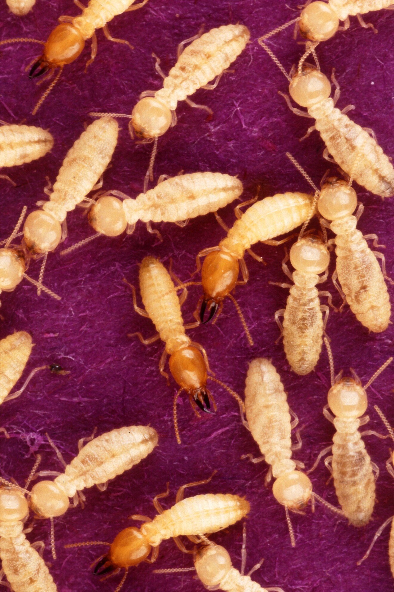 Coptotermes_formosanus_shiraki_USGov_k8204-7.jpg