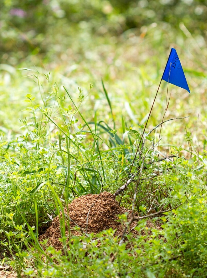 806px-Fire_ant_mound_(16371103174).jpg