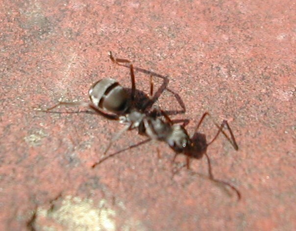 Formica_japonica.jpg