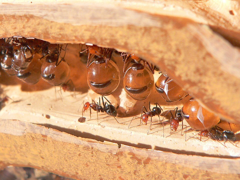 960px-HoneyAnt.jpg