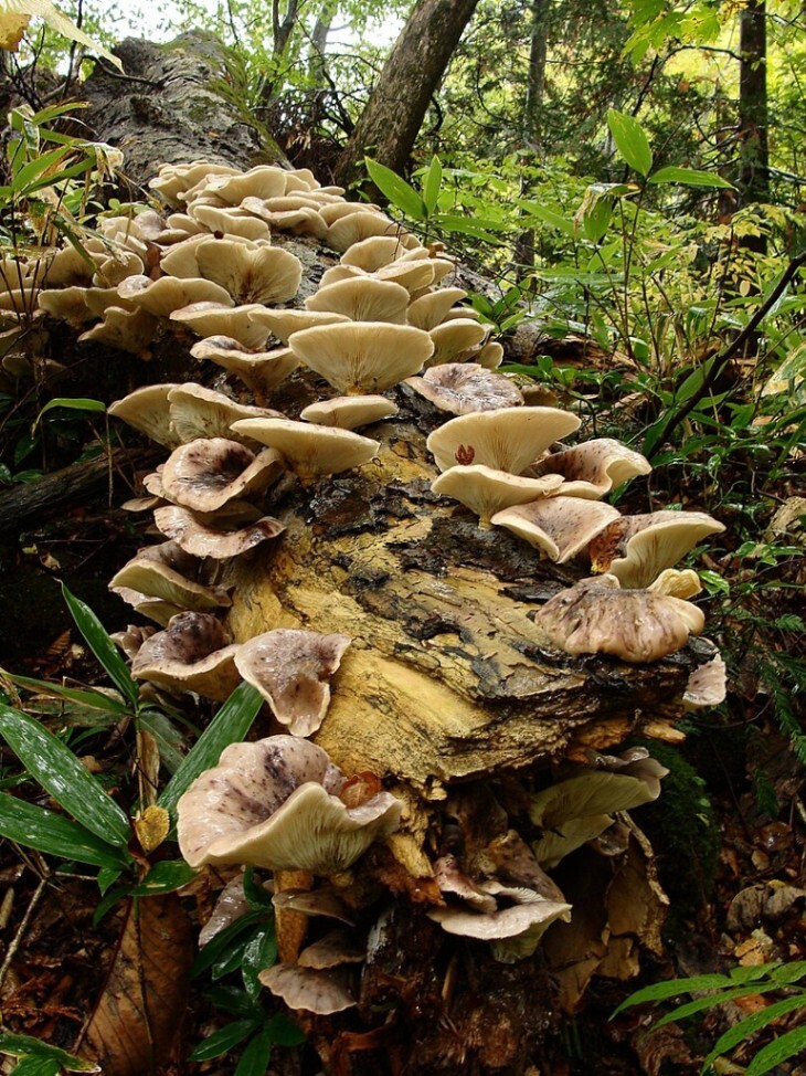 810px-Omphalotus_guepiniformis_Berk_Neda_02.jpg