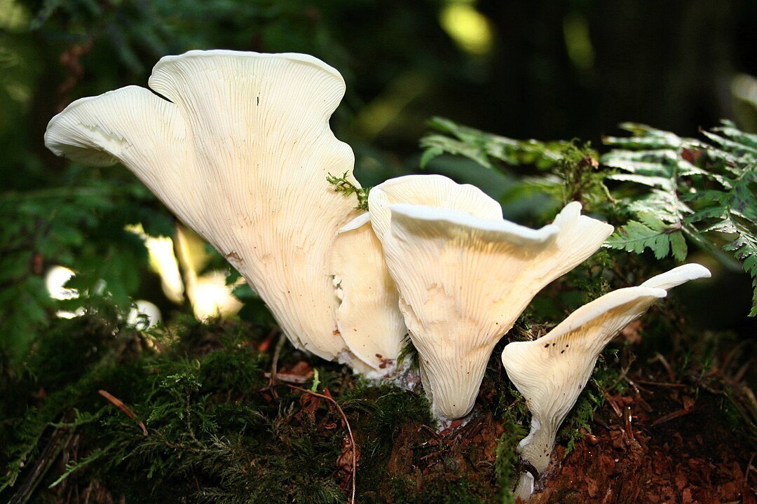 1080px-Pleurocybella_050919low.jpg