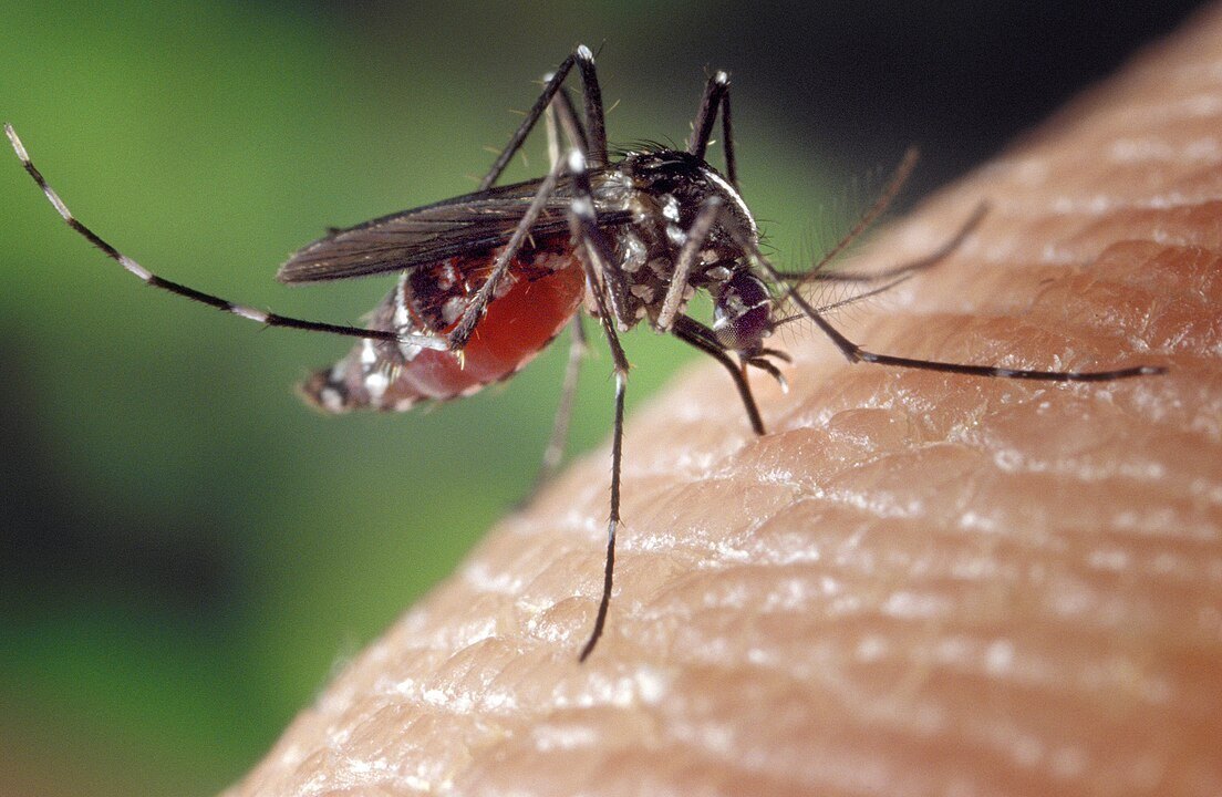 1104px-Aedes_albopictus_on_human_skin.jpg
