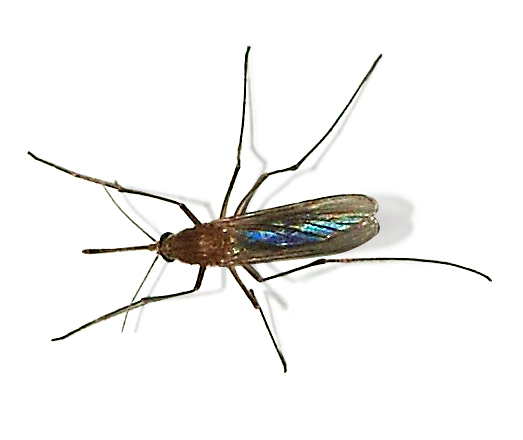 Culex_pipiens_2007-1.jpg