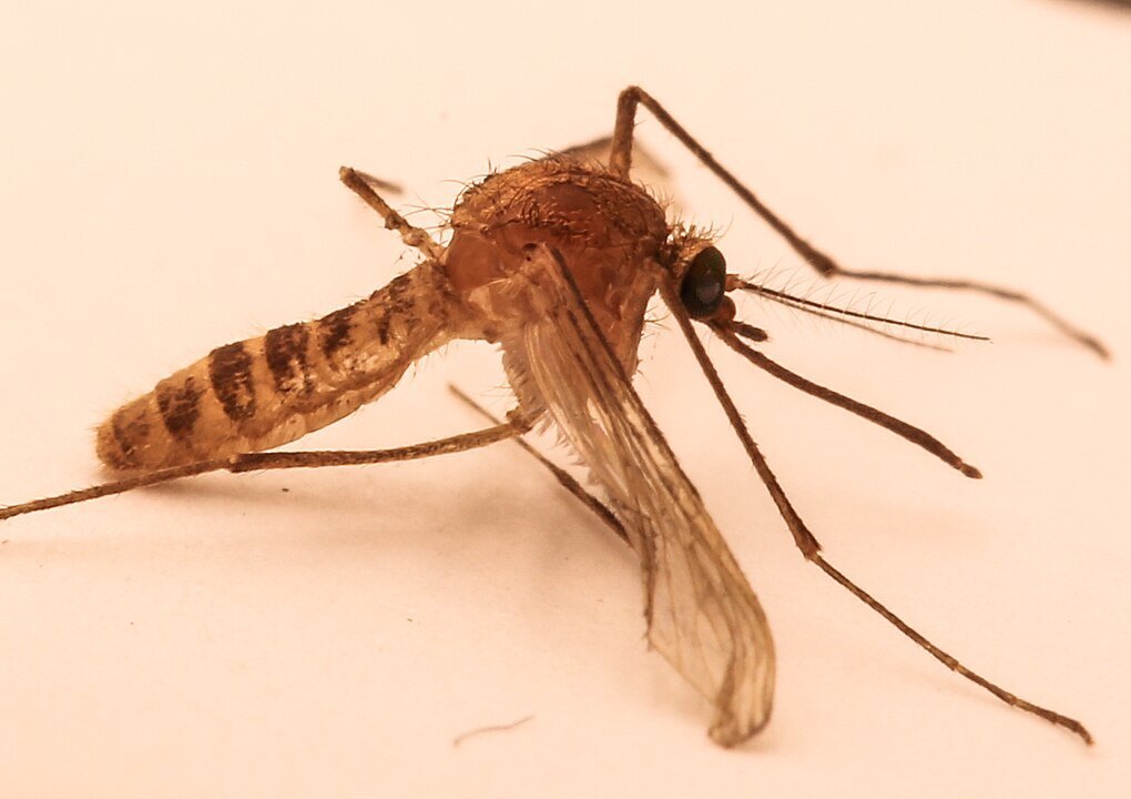 1020px-Culex_Molestus.jpg