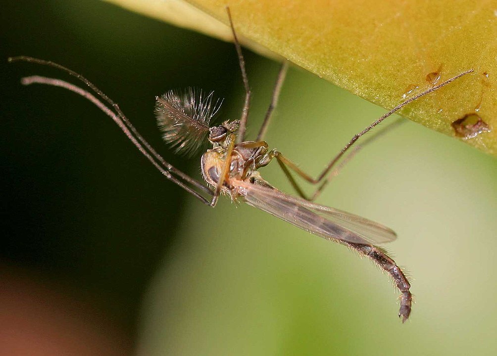 1004px-Chironomus_plumosus01.jpg