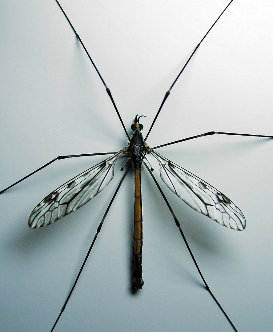 887px-CraneFly.jpg