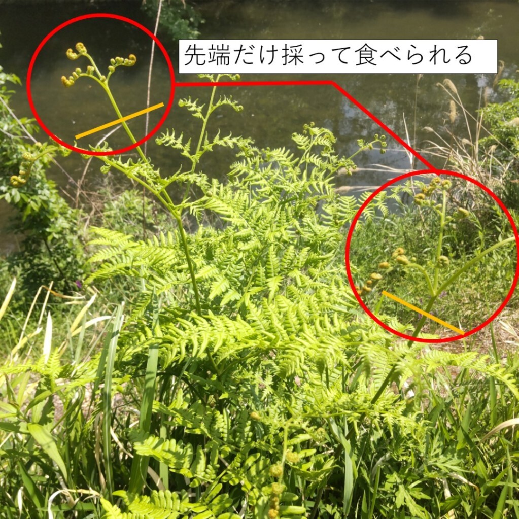 プレゼンテーション1.jpg