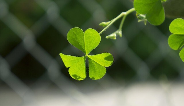 clover-3055478_640.jpg