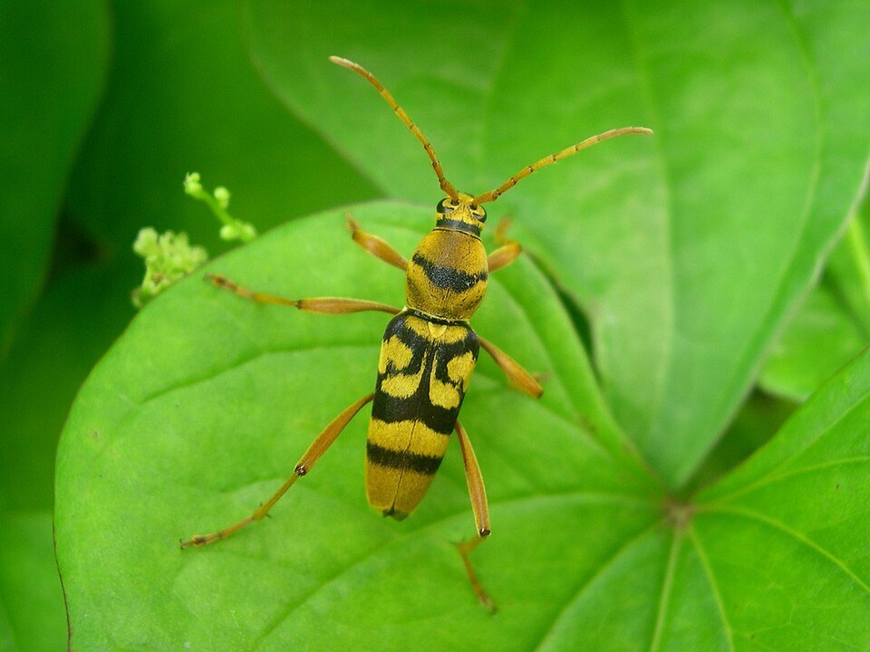 960px-Chlorophorus_quinquefasciatus_02.jpg