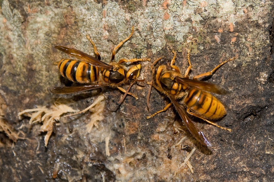 Vespa_simillima_xanthoptera_01-2.jpg