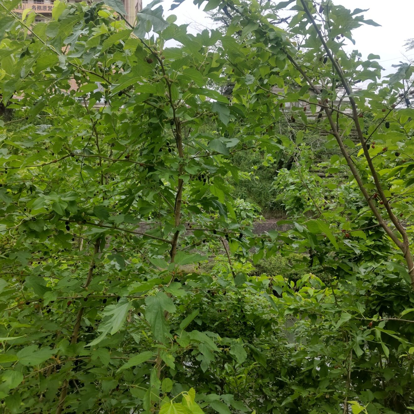 DSC_3378.JPG