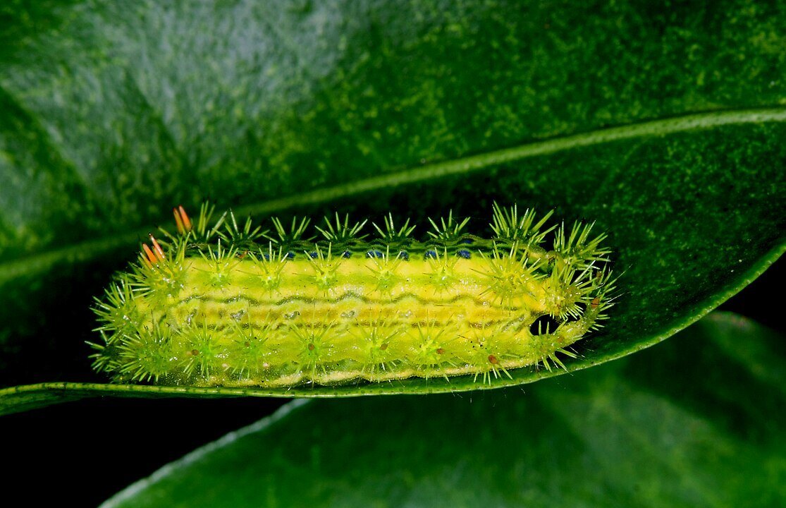 1115px-Larva_of_Parasa_lepida.jpg