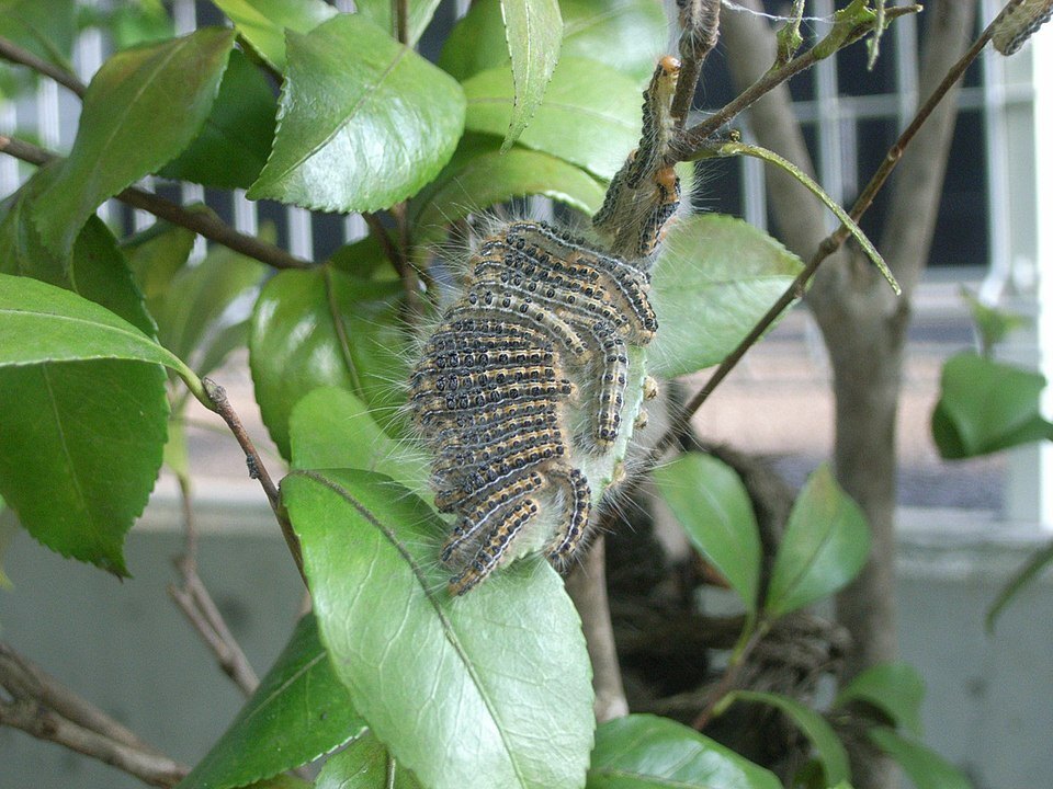 960px-Chadokuga.jpg
