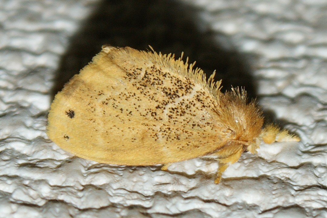 1080px-Euproctis_pseudoconspersa(adult)_081007.jpg