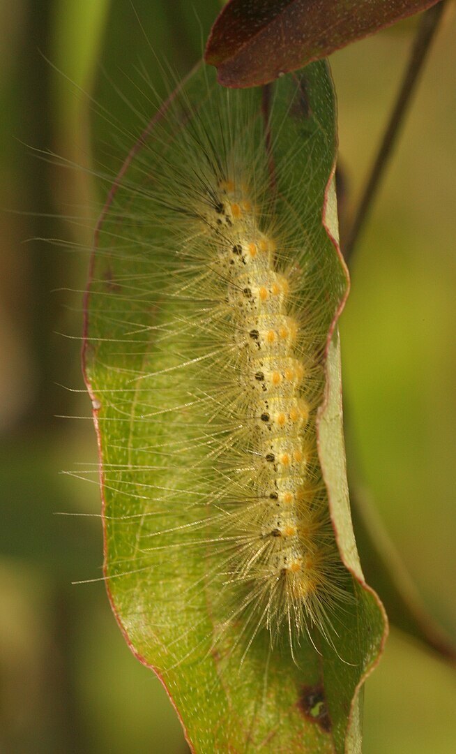 654px-Hyphantria.jpg
