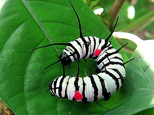 Paper-kite_caterpillar.jpg