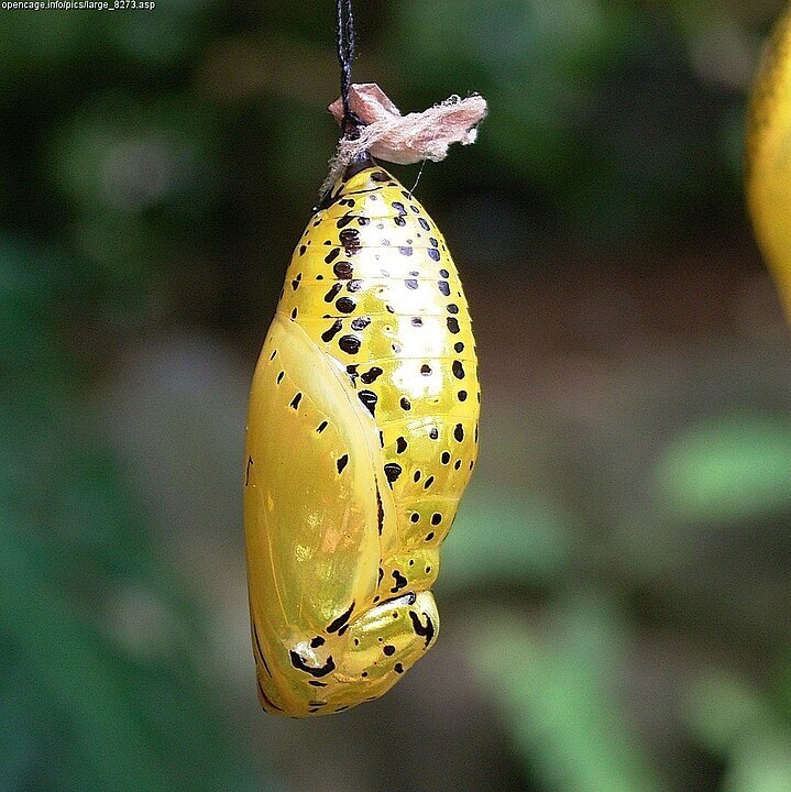 719px-Idea_leuconoe(pupa).jpg
