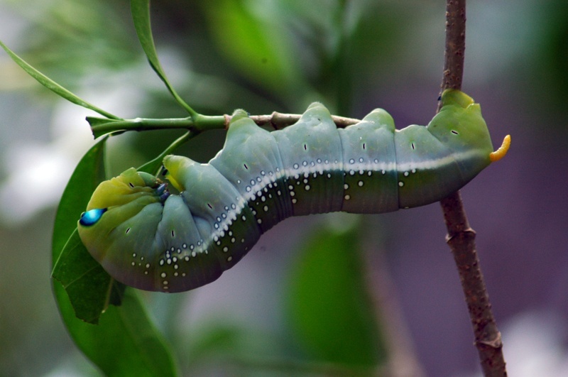 Daphnis_nerii_caterpillar_02.jpg
