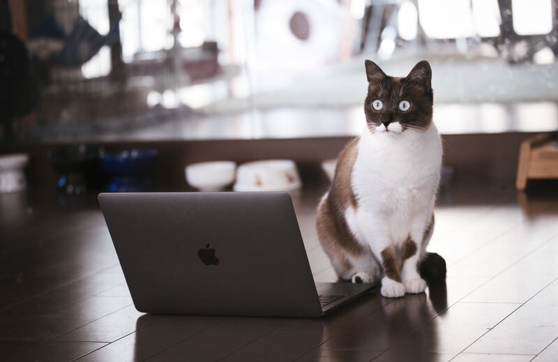 cat126IMGL6389_TP_V4.jpg