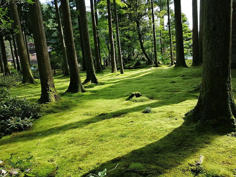 苔の里.jpg
