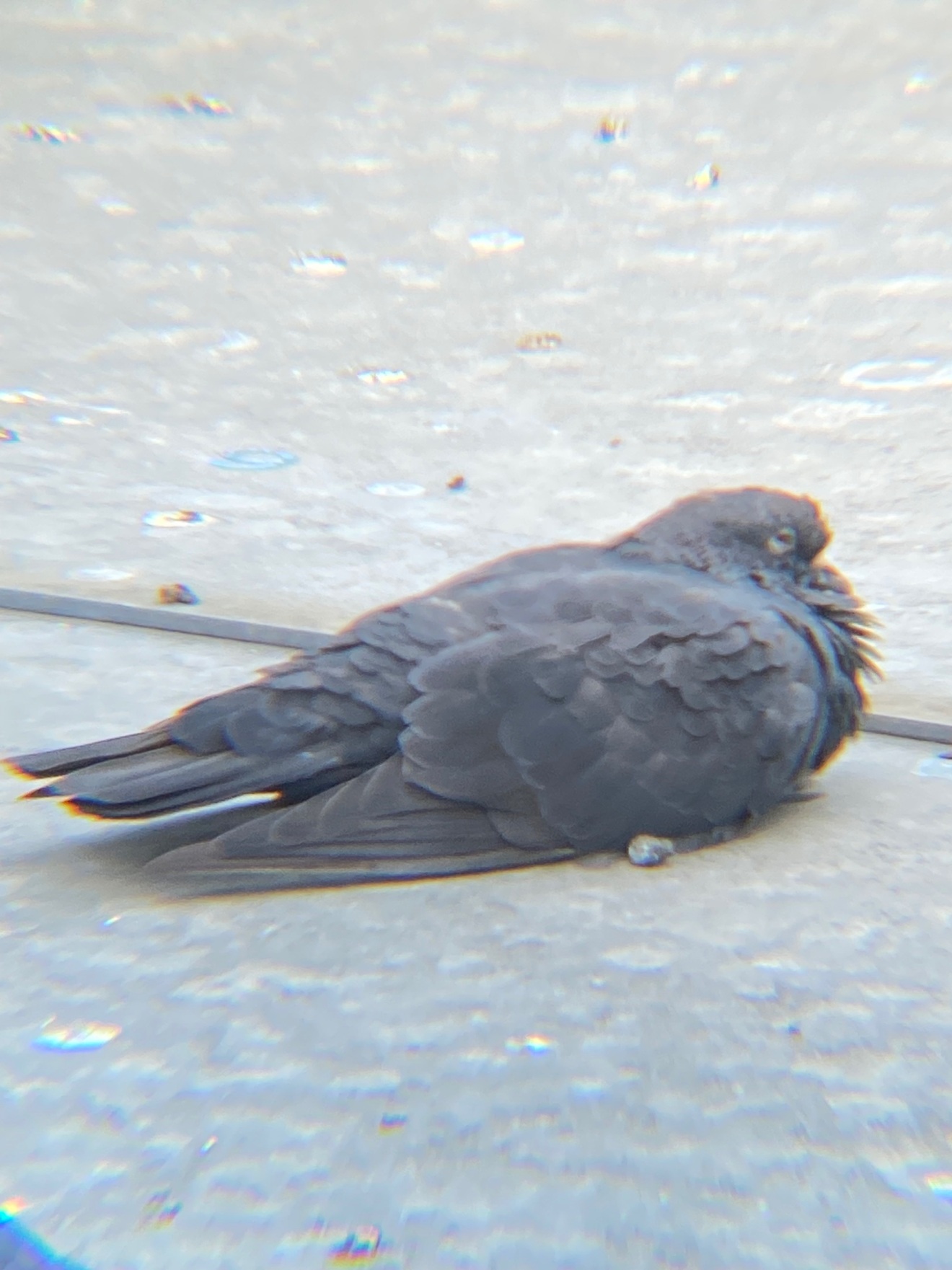 IMG_9420.jpeg