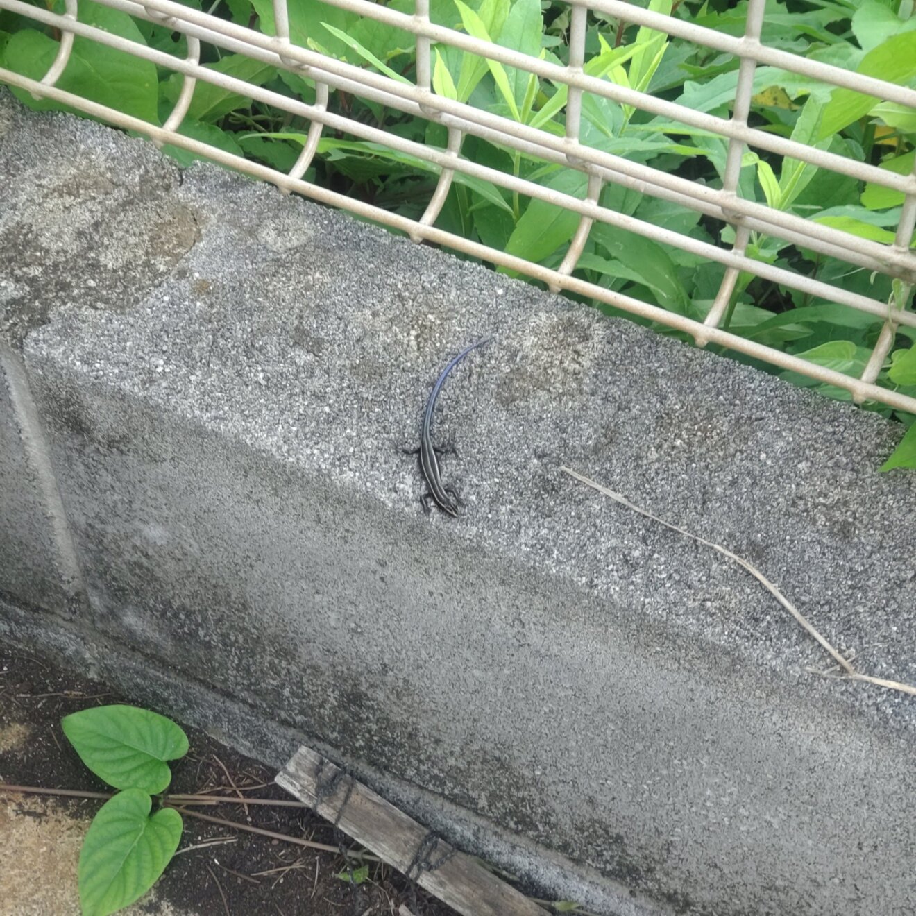 トカゲ　日向ぼっこ.JPG