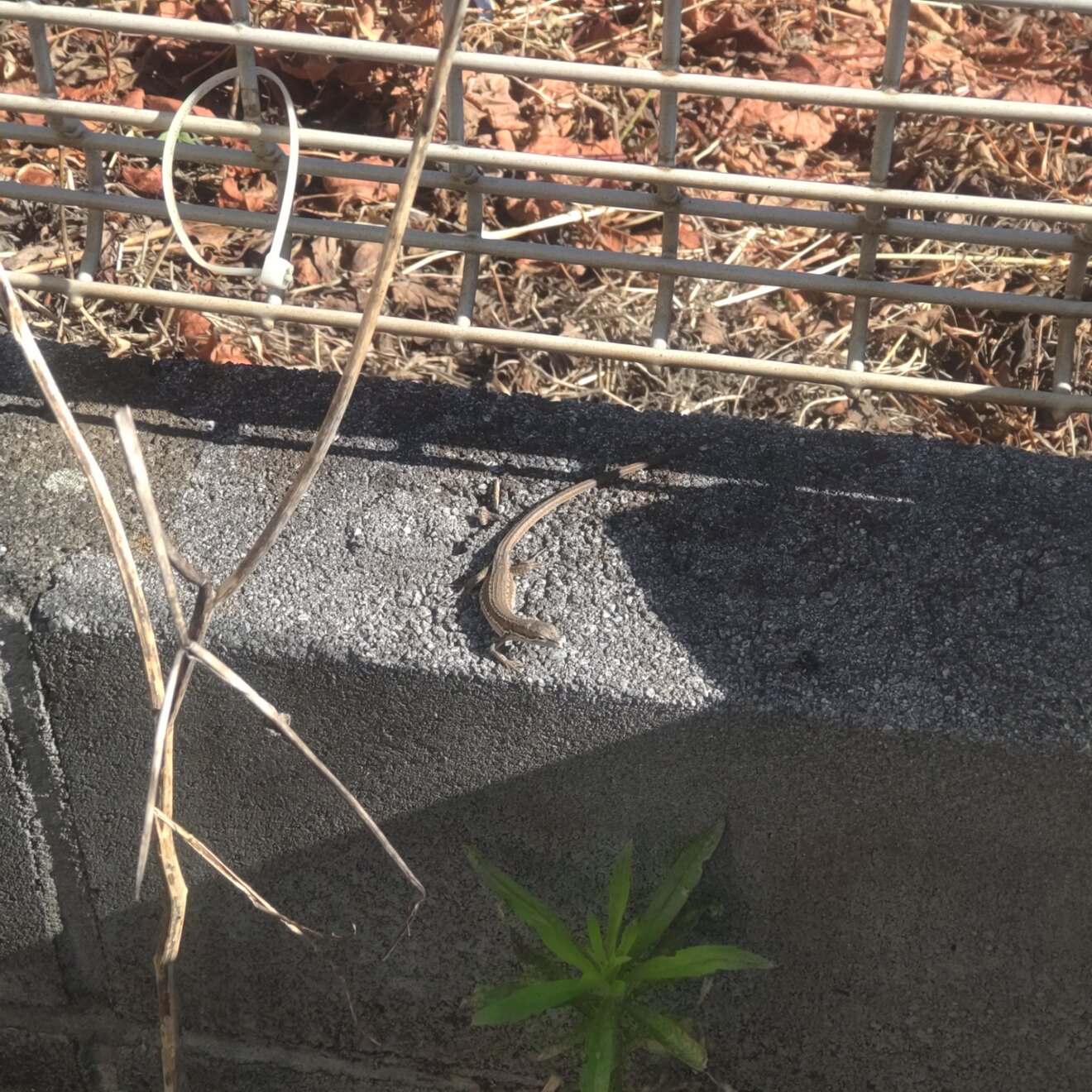カナヘビ日向ぼっこ.JPG